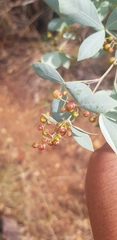 Searsia zeyheri