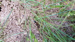 Myrmecia