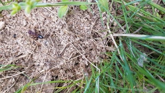 Myrmecia
