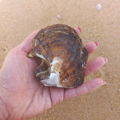Pterioidea