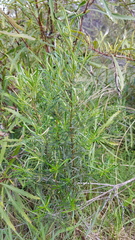 Senecio bipinnatisectus