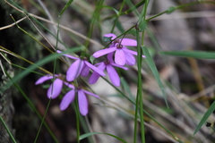 Tetratheca ciliata