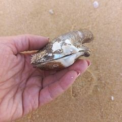 Pterioidea