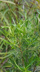Senecio bipinnatisectus