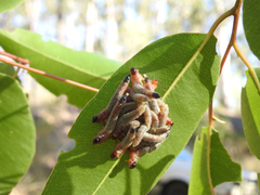 Perga affinis