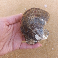 Pterioidea