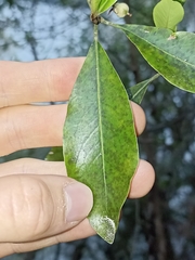 Pittosporum colensoi