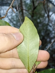 Pittosporum colensoi