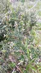 Acrothamnus hookeri