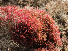 Tecticornia arbuscula