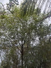 Pittosporum colensoi