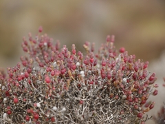 Tecticornia arbuscula