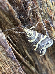 Scoparia spelaea