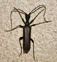 Vesperus xatarti