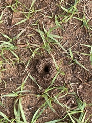 Anoplolepis custodiens