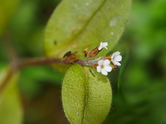 Myosotis forsteri