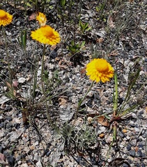 Leucochrysum albicans albicans