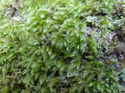 Palamocladium leskeoides observed 2022-10-28