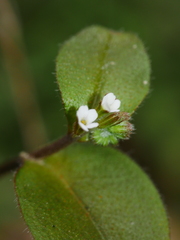 Myosotis forsteri