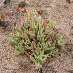 Carpobrotus modestus