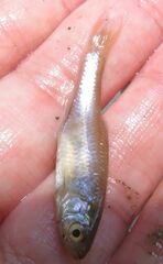 Cyprinella lutrensis