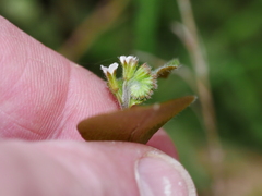 Myosotis forsteri