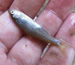 Cyprinella lutrensis