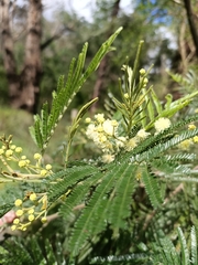 Acacia mearnsii