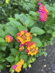Lantana camara