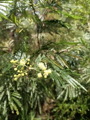 Acacia mearnsii