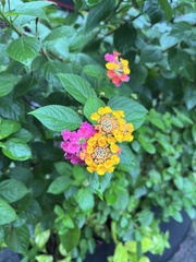Lantana camara