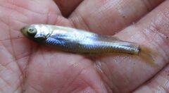 Cyprinella lutrensis