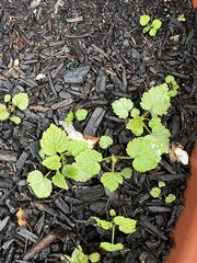 Modiola caroliniana