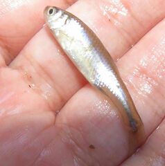 Cyprinella lutrensis