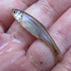 Cyprinella lutrensis