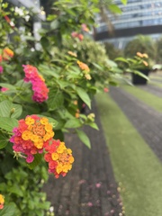 Lantana camara