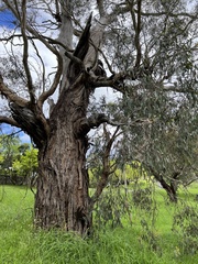 Eucalyptus melliodora