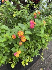Lantana camara