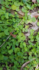 Dichondra repens