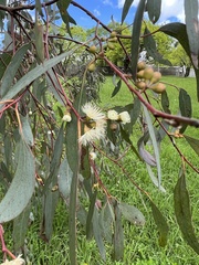Eucalyptus melliodora