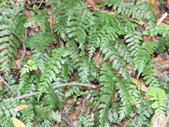 Blechnum filiforme