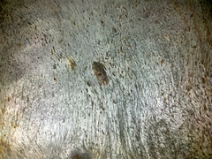 Ledromorpha planirostris