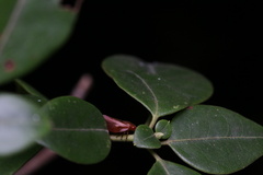 Eoscarta