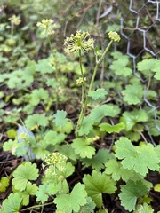 Hydrocotyle laxiflora
