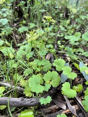 Hydrocotyle laxiflora