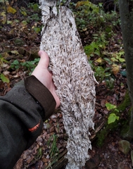 Yponomeuta evonymella