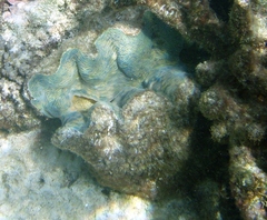 Hippopus hippopus