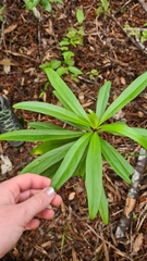 Brachyglottis kirkii