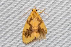 Miltochrista obsoleta