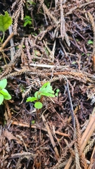 Pseudopanax crassifolius